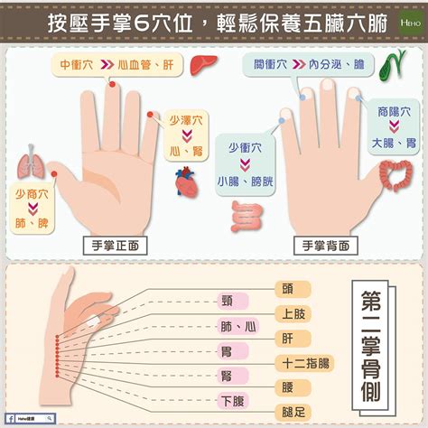 食指代表器官|按壓手掌6穴位，輕鬆保養五臟六腑